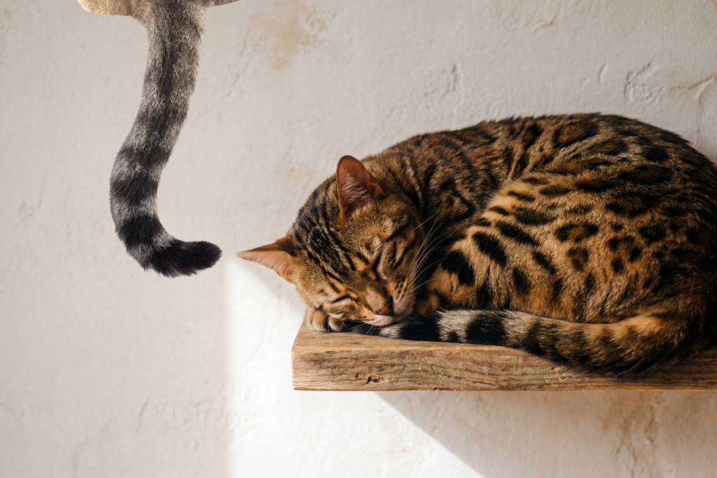 キャットウォークとは 猫用壁棚